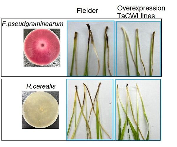 A cell wall invertase modulates resistance to fusarium crown rot and sharp eyespot in common wheat