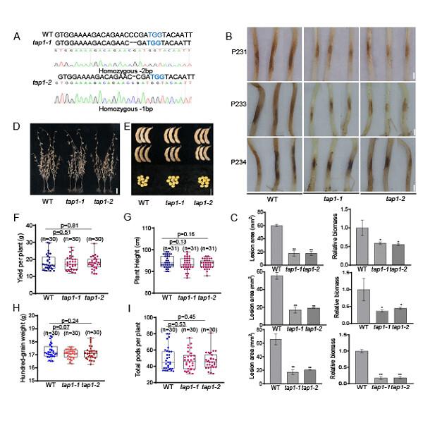 CRISPR/Cas9-mediated editing of GmTAP1 confers enhanced resistance to Phytophthora sojae in soybean