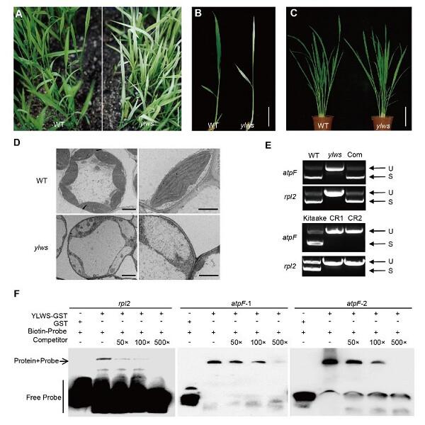 Young Leaf White Stripe encodes a P-type PPR protein required for chloroplast development