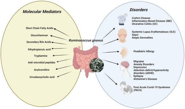 Ruminococcus gnavus: friend or foe for human health.