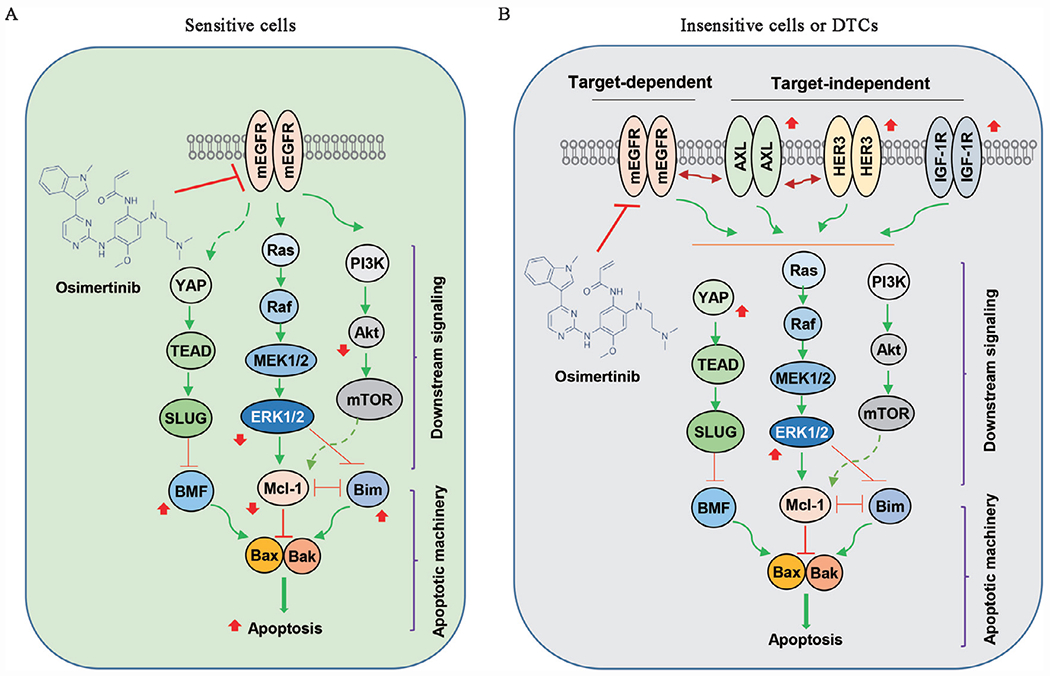 Taking early preventive interventions to manage the challenging issue of acquired resistance to third-generation EGFR inhibitors