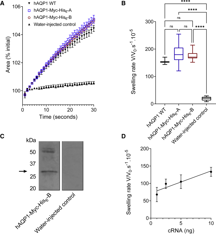 Proteoliposomes reconstituted with human aquaporin-1 reveal novel single-ion-channel properties.