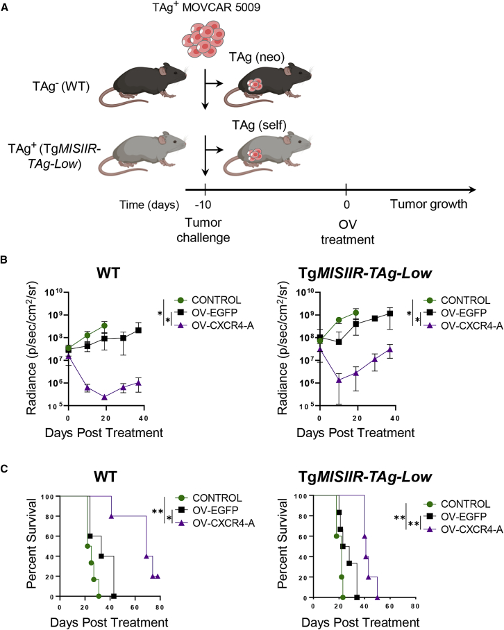 Reprogramming the tumor microenvironment leverages CD8<sup>+</sup> T cell responses to a shared tumor/self antigen in ovarian cancer.