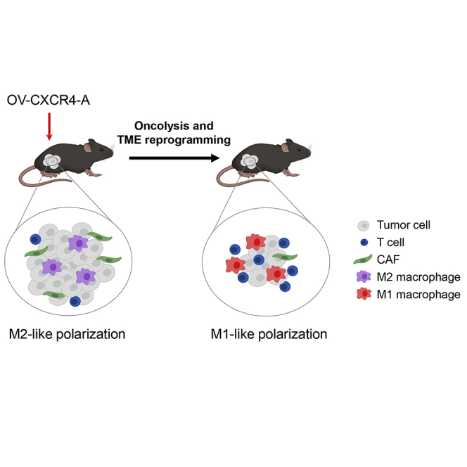 Reprogramming the tumor microenvironment leverages CD8<sup>+</sup> T cell responses to a shared tumor/self antigen in ovarian cancer.