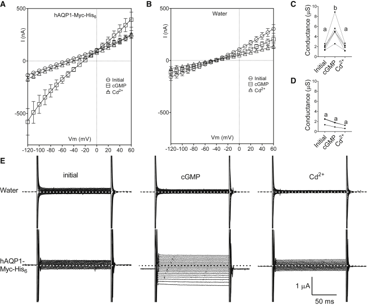 Proteoliposomes reconstituted with human aquaporin-1 reveal novel single-ion-channel properties.