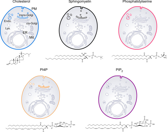 Creating and sensing asymmetric lipid distributions throughout the cell.