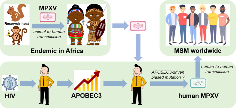 Potential threat of human pathogenic orthopoxviruses to public health and control strategies