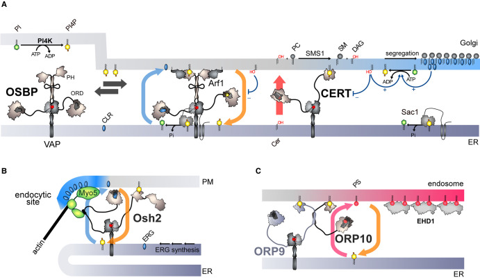 Creating and sensing asymmetric lipid distributions throughout the cell.