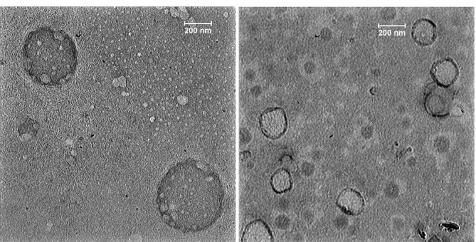 Preparation and Characterization of Undecylenoyl Phenylalanine Loaded-Nanostructure Lipid Carriers (NLCs) as a New α-MSH Antagonist and Antityrosinase Agent.