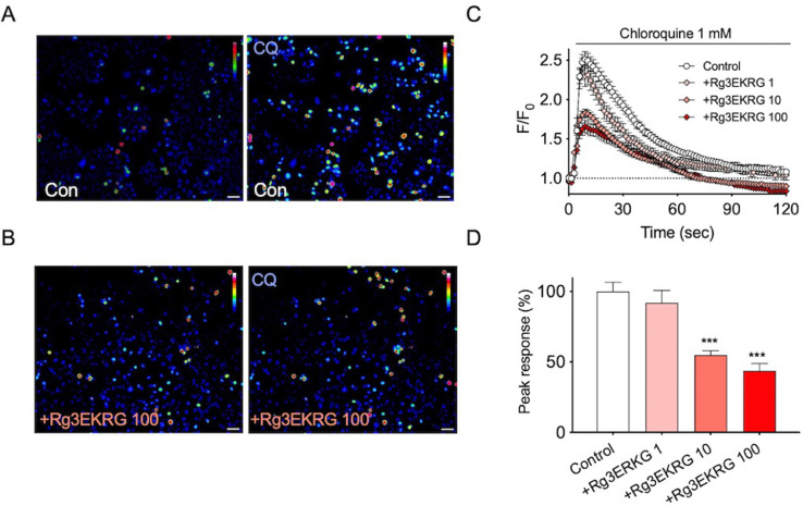 Rg3-enriched Korean red ginseng alleviates chloroquine-induced itch and dry skin pruritus in an MrgprA3-dependent manner in mice