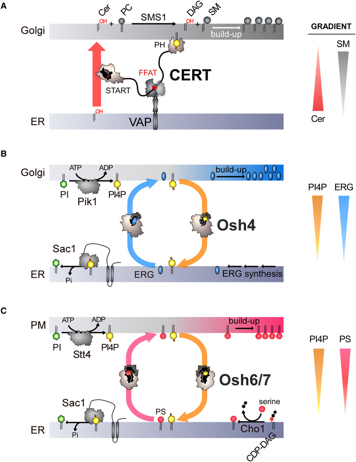 Creating and sensing asymmetric lipid distributions throughout the cell.