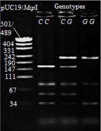 Analysis of the Effect of Polymorphisms within the <i>CATHL7</i> Gene on Dairy Performance Parameters.