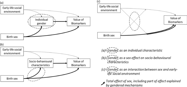 Explaining biological differences between men and women by gendered mechanisms.