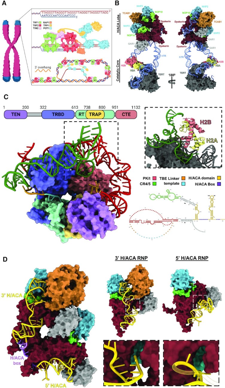 Recent advancements in the structural biology of human telomerase and their implications for improved design of cancer therapeutics.