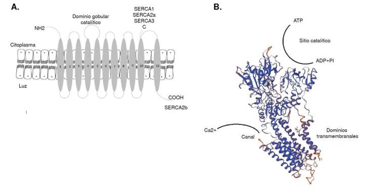 Calcium regulation by SERC-A before and during Alzheimer disease