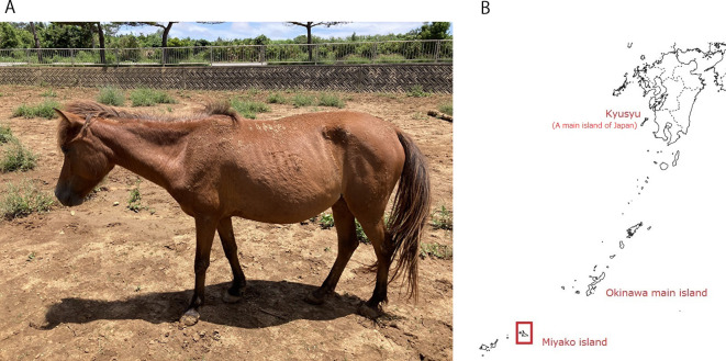 Evaluation of genetic diversity using 31 microsatellites in Miyako horses.