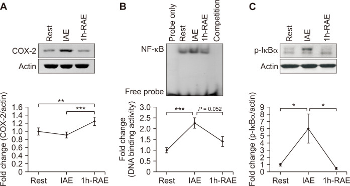 Effects of Exhaustive Exercise on Inflammatory, Apoptotic, and Antioxidative Signaling Pathways in Human Peripheral Blood Mononuclear Cells.