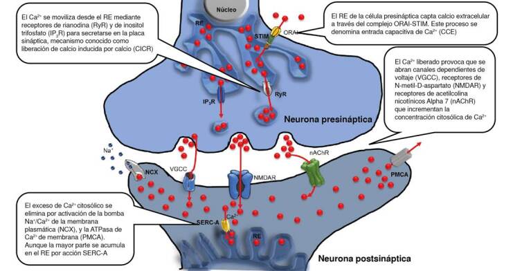 Calcium regulation by SERC-A before and during Alzheimer disease