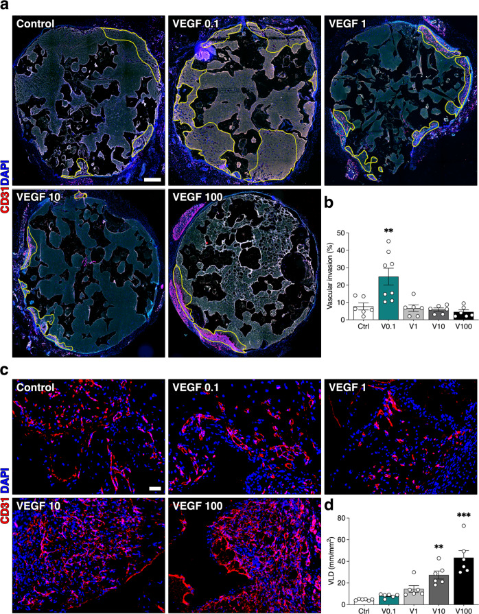 VEGF dose controls the coupling of angiogenesis and osteogenesis in engineered bone.