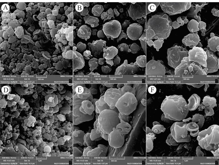 Electrosprayed Nanoparticles Containing Hydroalcoholic Extract of <i>Echinacea purpurea</i> (L.) Moench Stimulates Immune System by Increasing Inflammatory Factors in Male Wistar Rats.