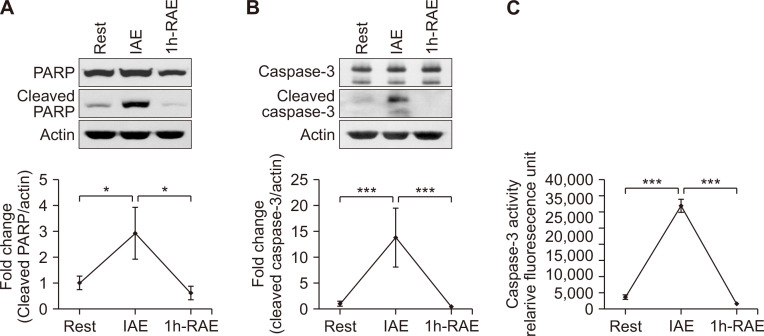 Effects of Exhaustive Exercise on Inflammatory, Apoptotic, and Antioxidative Signaling Pathways in Human Peripheral Blood Mononuclear Cells.