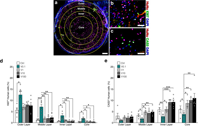 VEGF dose controls the coupling of angiogenesis and osteogenesis in engineered bone.