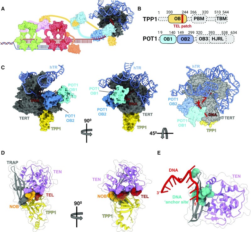 Recent advancements in the structural biology of human telomerase and their implications for improved design of cancer therapeutics.