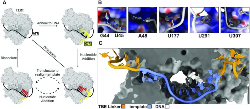 Recent advancements in the structural biology of human telomerase and their implications for improved design of cancer therapeutics.