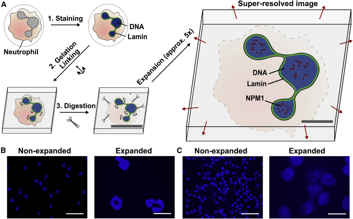 Expansion microscopy of neutrophil nuclear structure and extracellular traps.