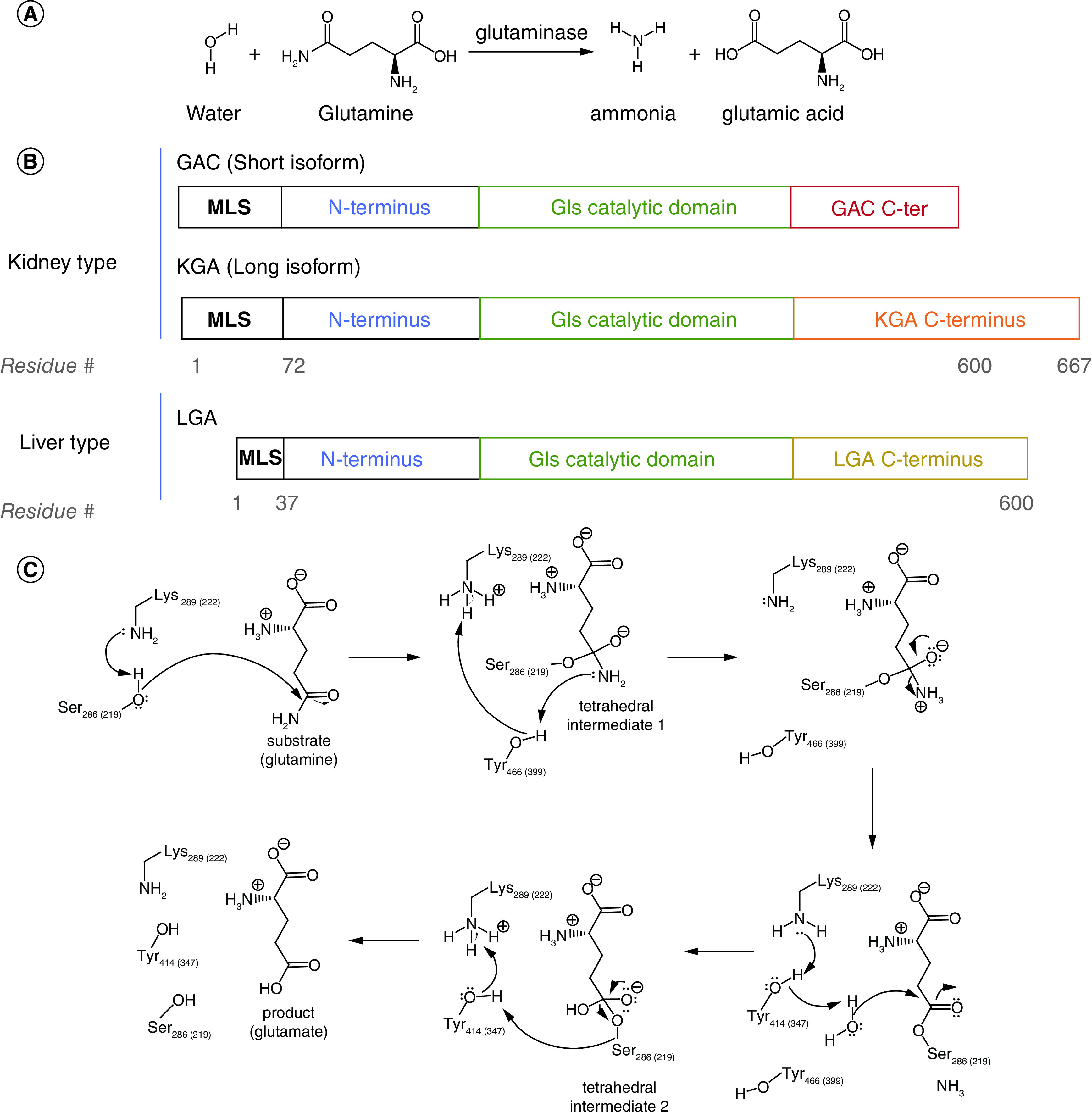 Alone and together: current approaches to targeting glutaminase enzymes as part of anti-cancer therapies.