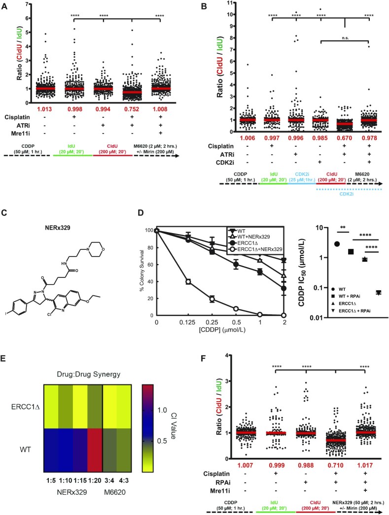 ATR inhibition overcomes platinum tolerance associated with ERCC1- and p53-deficiency by inducing replication catastrophe.