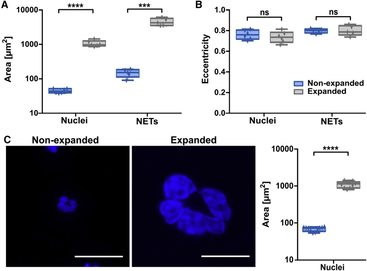 Expansion microscopy of neutrophil nuclear structure and extracellular traps.