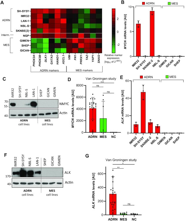 Tumor-suppressive disruption of cancer subtype-associated super enhancer circuits by small molecule treatment.