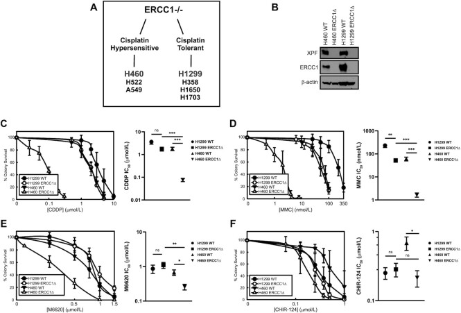 ATR inhibition overcomes platinum tolerance associated with ERCC1- and p53-deficiency by inducing replication catastrophe.