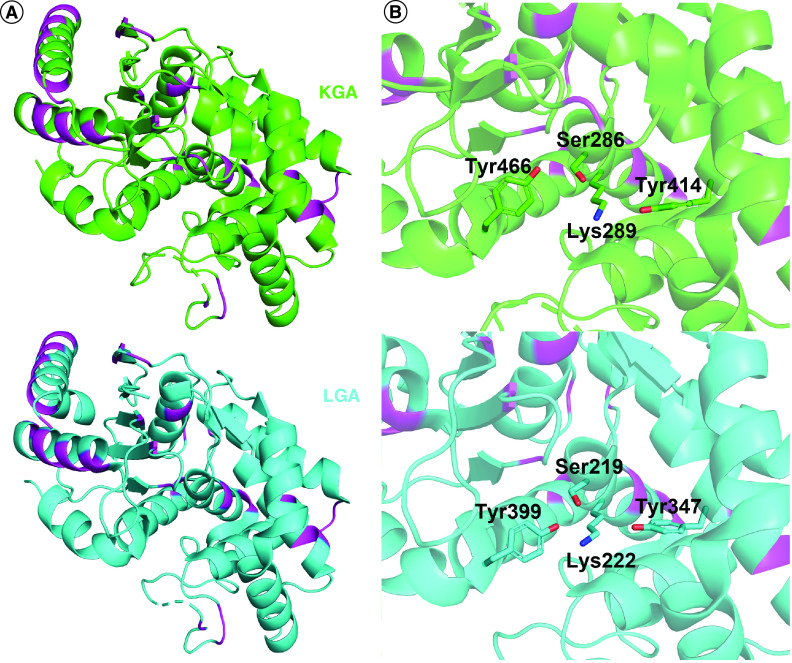 Alone and together: current approaches to targeting glutaminase enzymes as part of anti-cancer therapies.