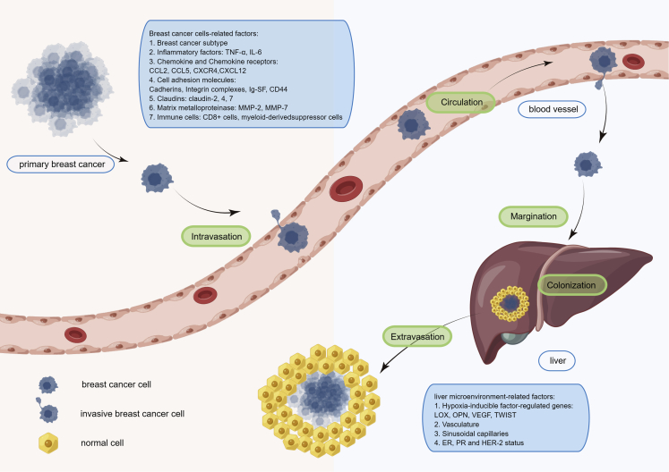 Mechanisms of drug resistance in breast cancer liver metastases: Dilemmas and opportunities.