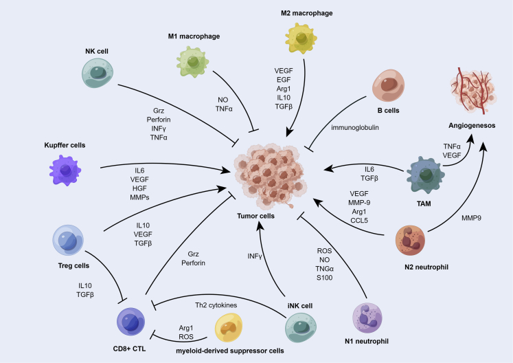 Mechanisms of drug resistance in breast cancer liver metastases: Dilemmas and opportunities.