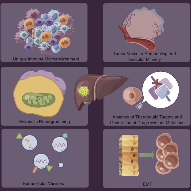 Mechanisms of drug resistance in breast cancer liver metastases: Dilemmas and opportunities.