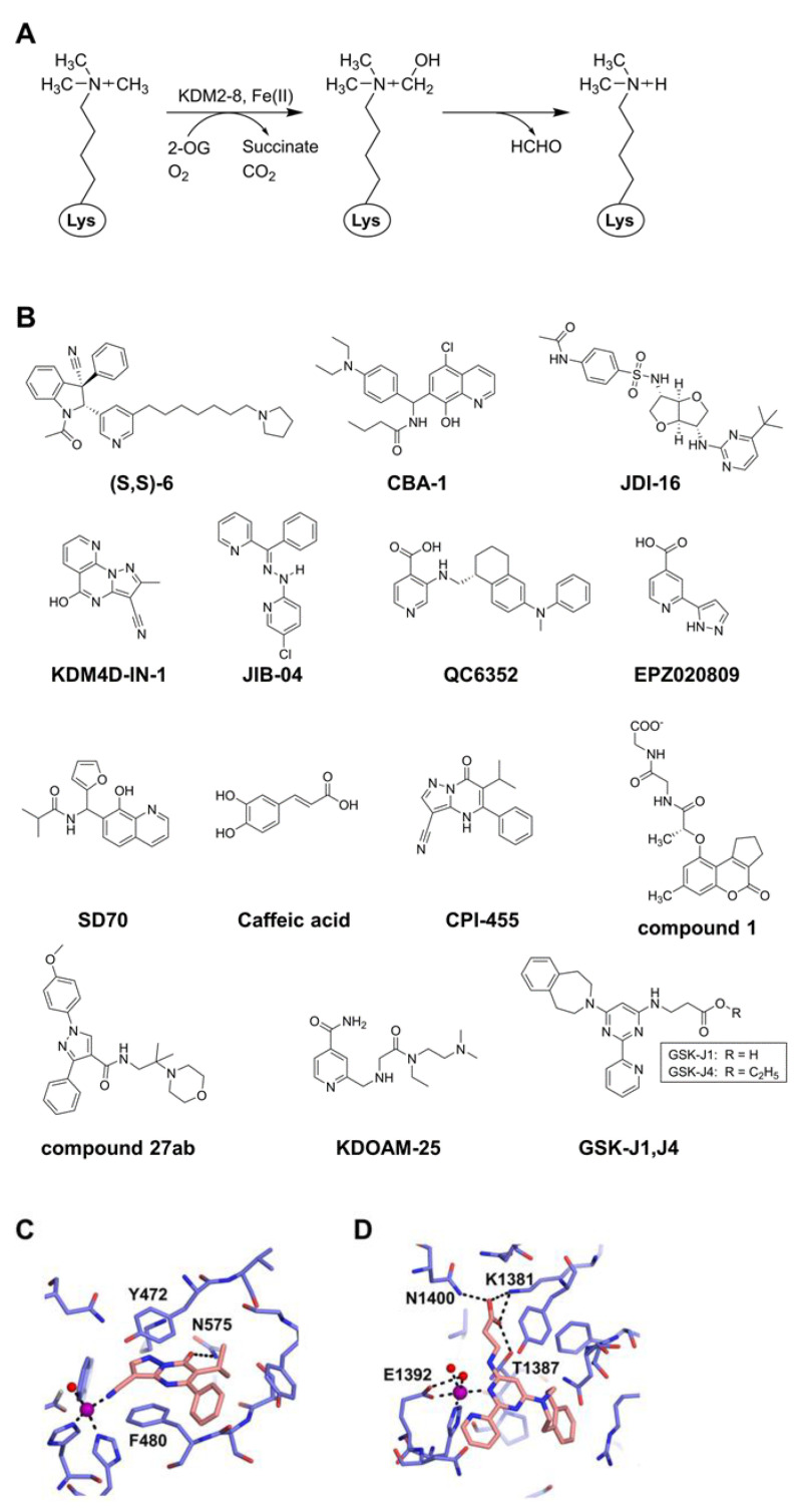 Chemical Inhibitors Targeting the Histone Lysine Demethylase Families with Potential for Drug Discovery.