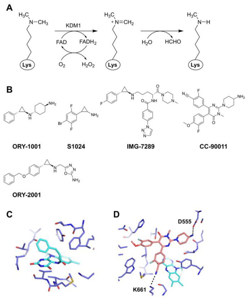 Chemical Inhibitors Targeting the Histone Lysine Demethylase Families with Potential for Drug Discovery.