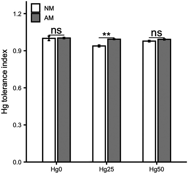 Rhizophagus irregularis improves Hg tolerance of Medicago truncatula by upregulating the Zn transporter genes ZIP2 and ZIP6.