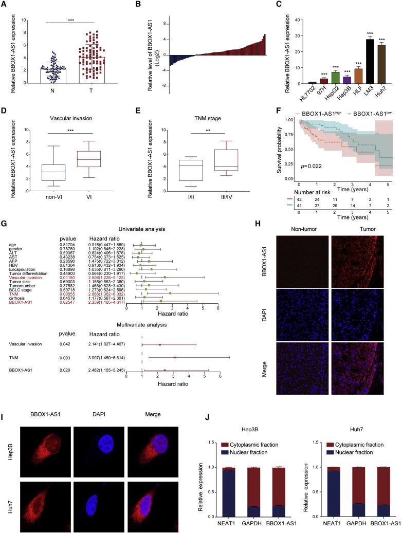 Oncogenic lncRNA BBOX1-AS1 promotes PHF8-mediated autophagy and elicits sorafenib resistance in hepatocellular carcinoma.