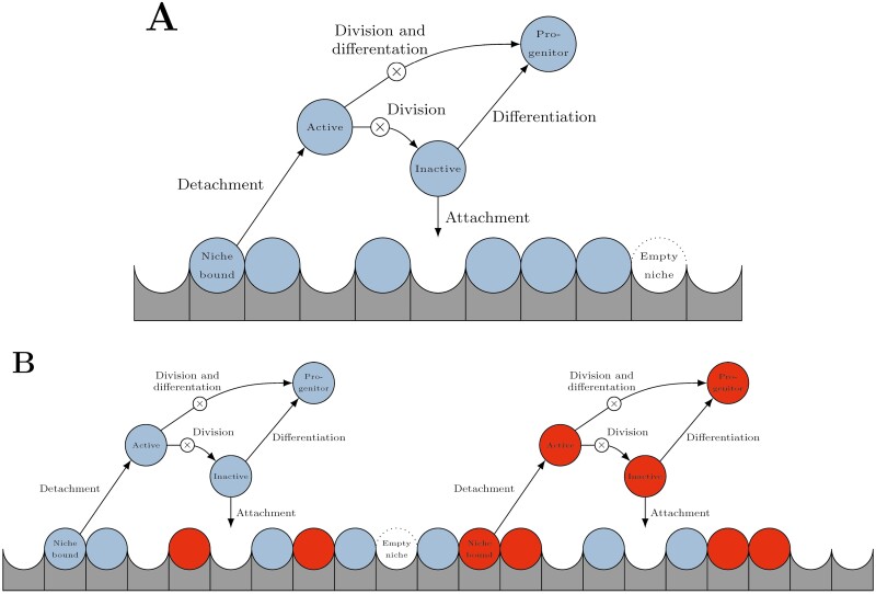 HSC Niche Dynamics in Regeneration, Pre-malignancy, and Cancer: Insights From Mathematical Modeling.