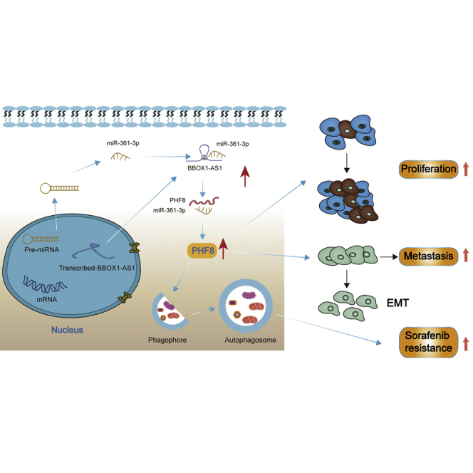 Oncogenic lncRNA BBOX1-AS1 promotes PHF8-mediated autophagy and elicits sorafenib resistance in hepatocellular carcinoma.