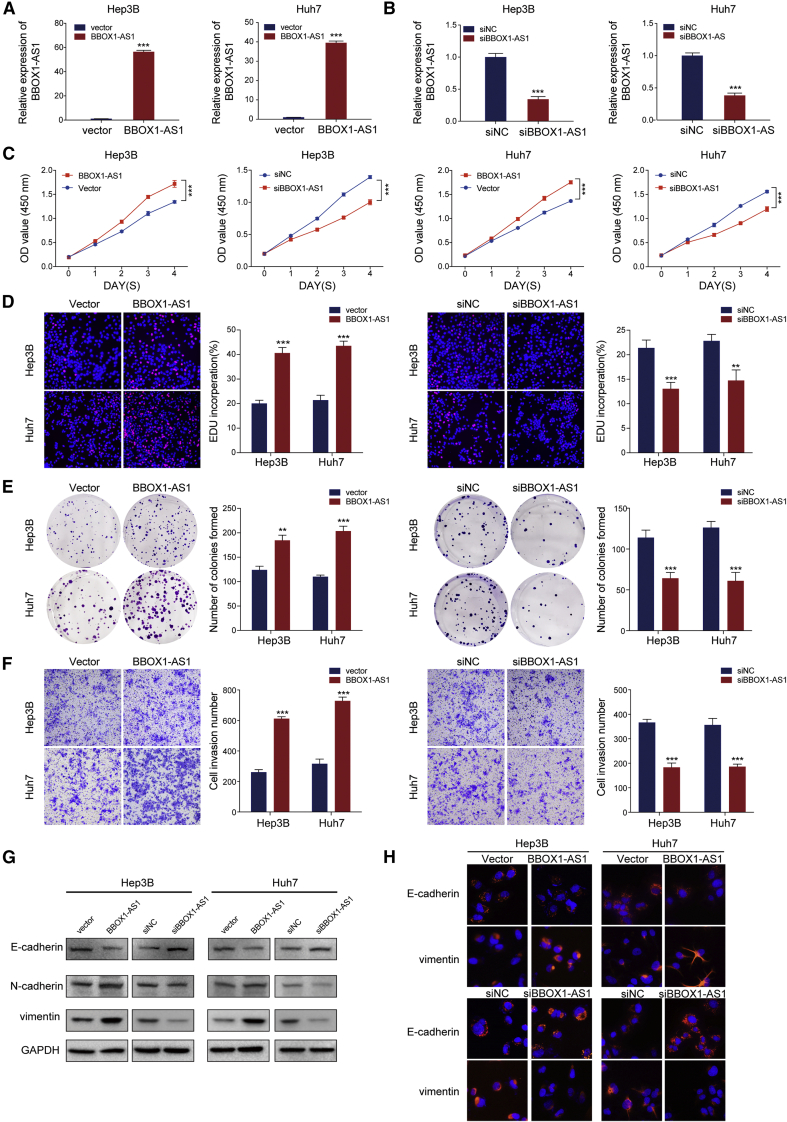 Oncogenic lncRNA BBOX1-AS1 promotes PHF8-mediated autophagy and elicits sorafenib resistance in hepatocellular carcinoma.