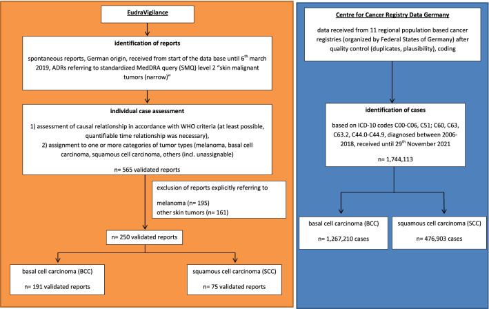 Analyses of Basal and Squamous Cell Carcinoma Reported as an Adverse Drug Reaction and Comparison with Cases from the Cancer Registry from Germany.