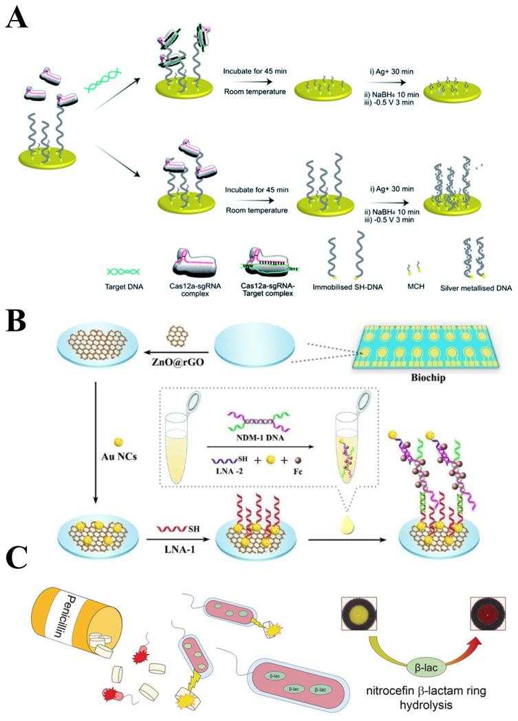 Recent developments in detection and therapeutic approaches for antibiotic-resistant bacterial infections.