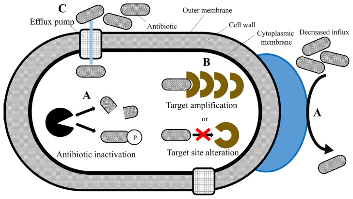 Recent developments in detection and therapeutic approaches for antibiotic-resistant bacterial infections.