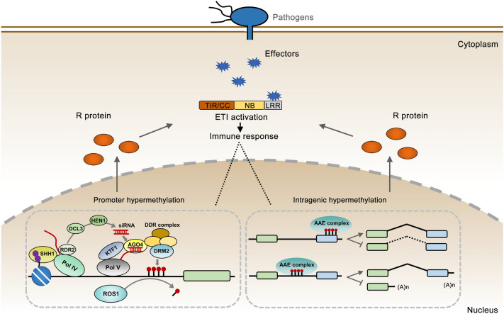 Epigenetic regulation of plant immunity: from chromatin codes to plant disease resistance