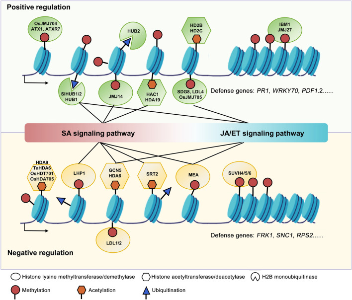 Epigenetic regulation of plant immunity: from chromatin codes to plant disease resistance